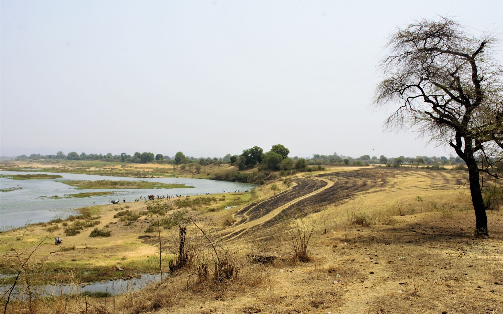 riverside banks converted to agricultural lands face the threat of crop residue burning