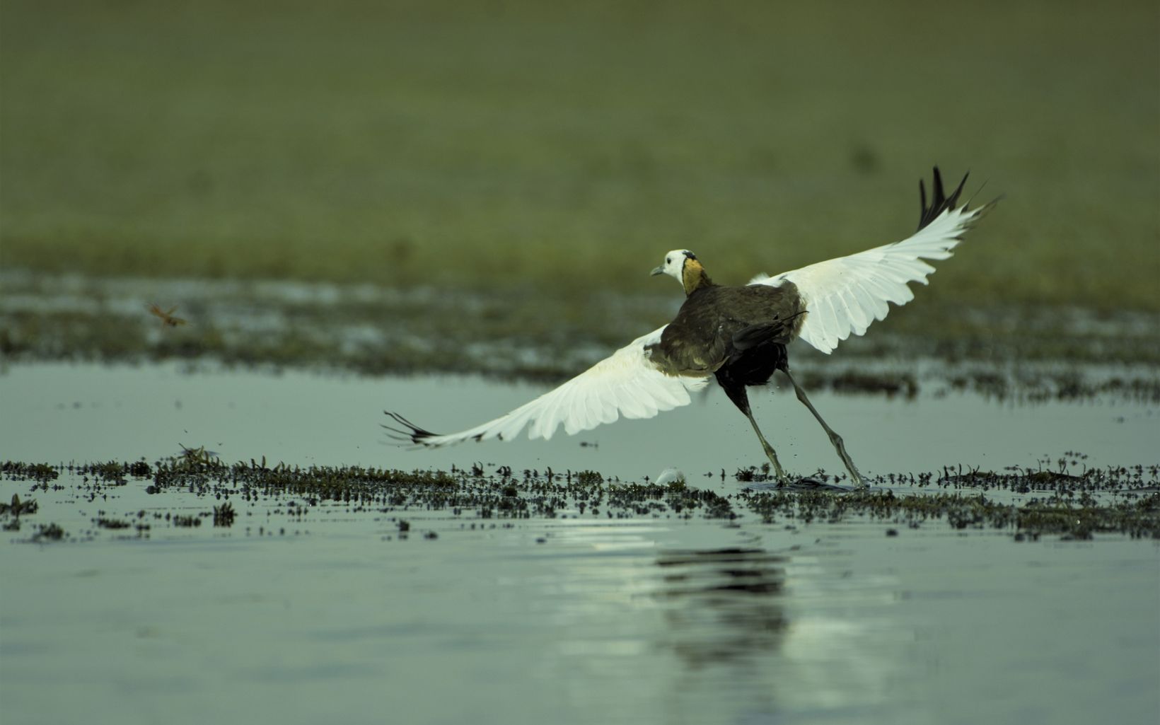 
                
                  Pheasant-tailed Jacana preparing to take flight 
                  © Ashok Biswal / TNC
                
              