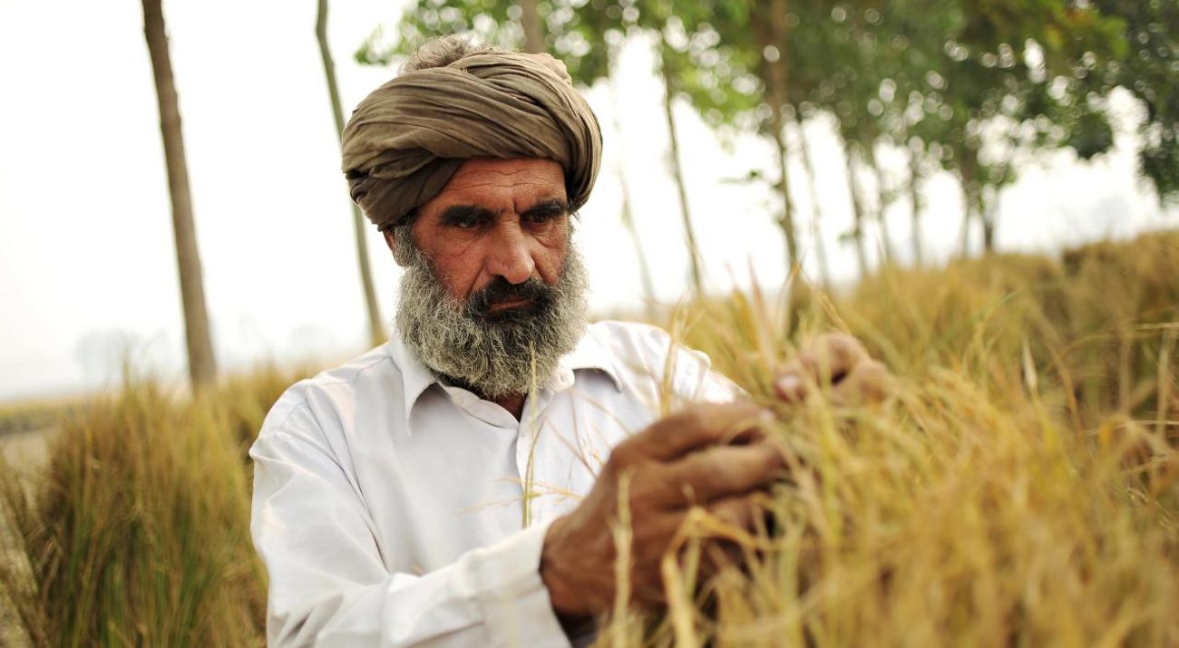 A rice farmer inspects his plants.