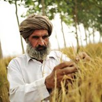 a man inspects grain crops