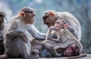 A group of bonnet macaques.