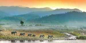 A herd of elephants making a crossing in the early hours.