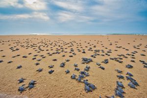 Baby turtles crawling in the sand.