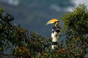 A great hornbill resting on a branch.