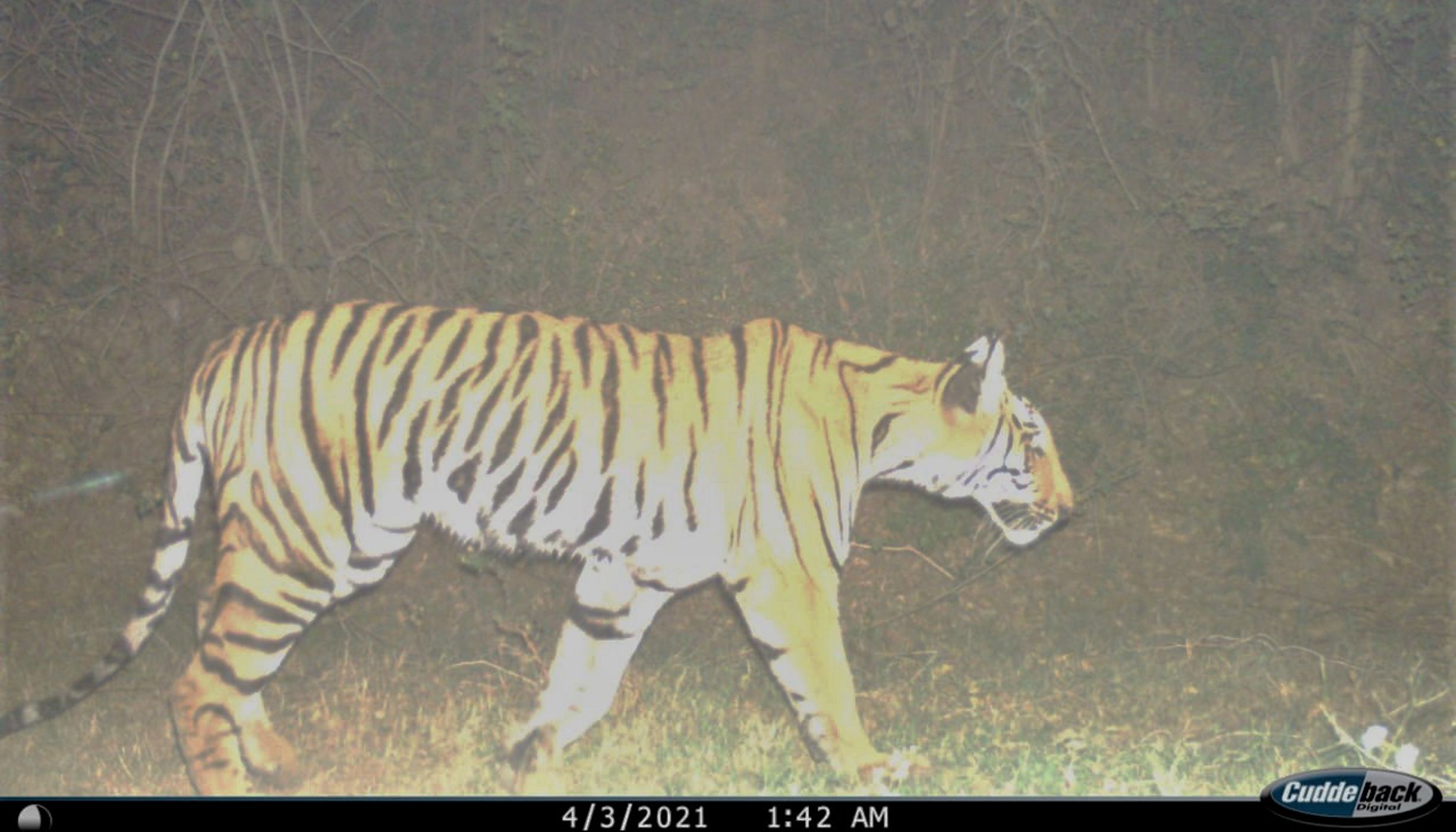 Bengal Tiger camera trap photo