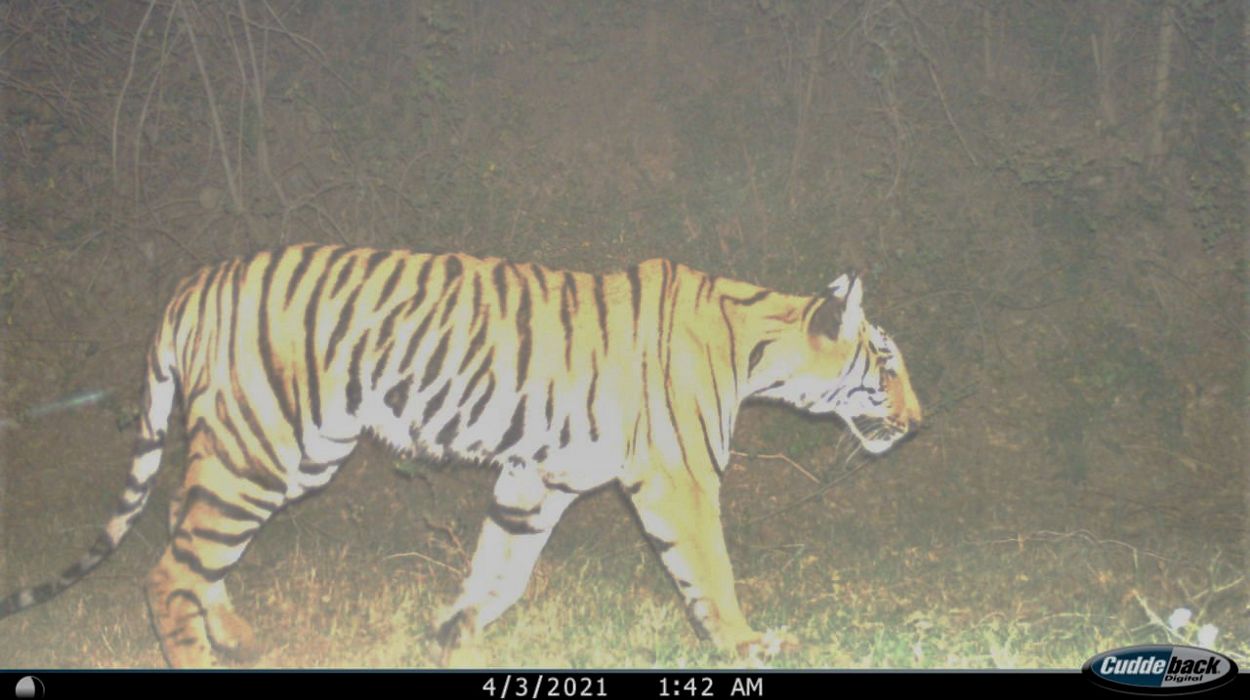 Bengal Tiger camera trap photo
