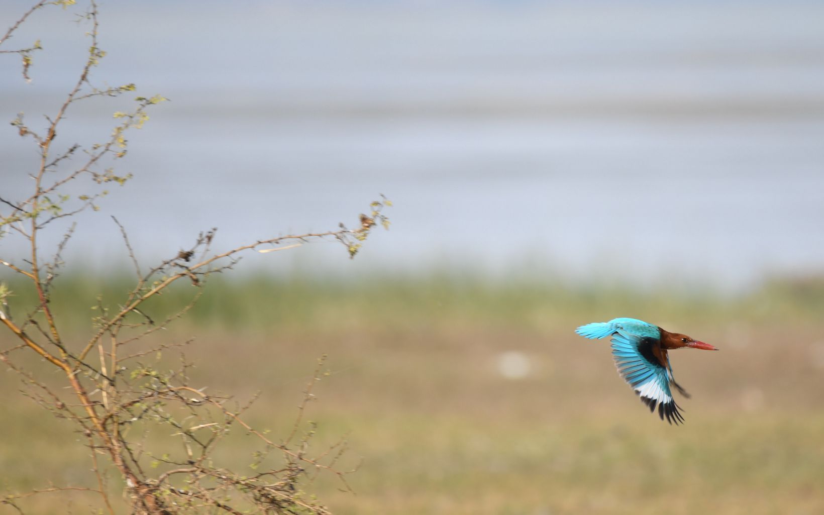 Taking Flight  White-throated Kingfisher © Ashok Biswal / TNC