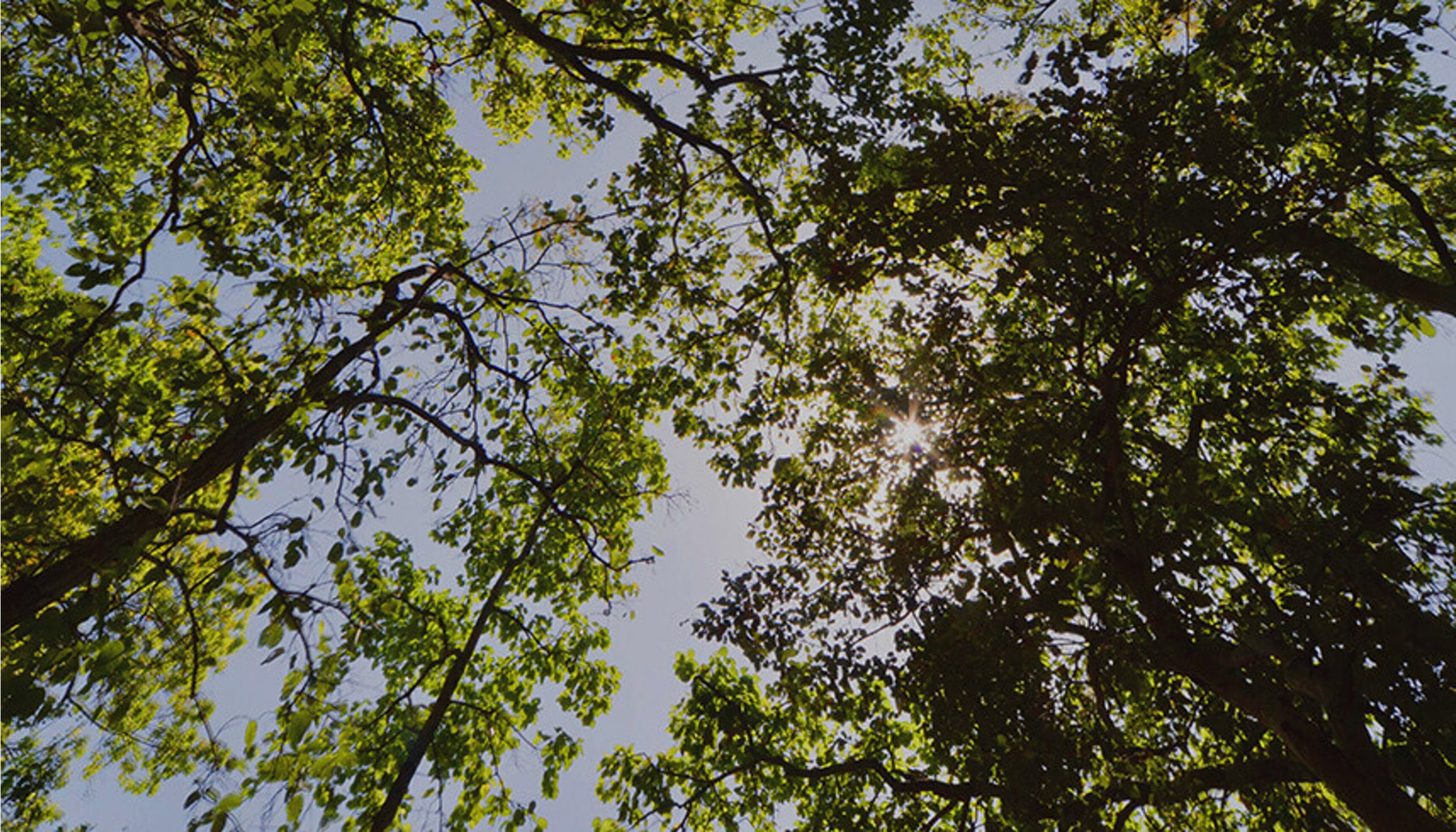 In India, the 10th most forested country in the world, over 300 million people depend on forests for their sustenance.