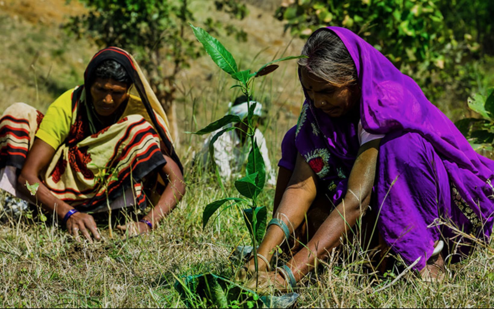 planting saplings on a land near River Narmada