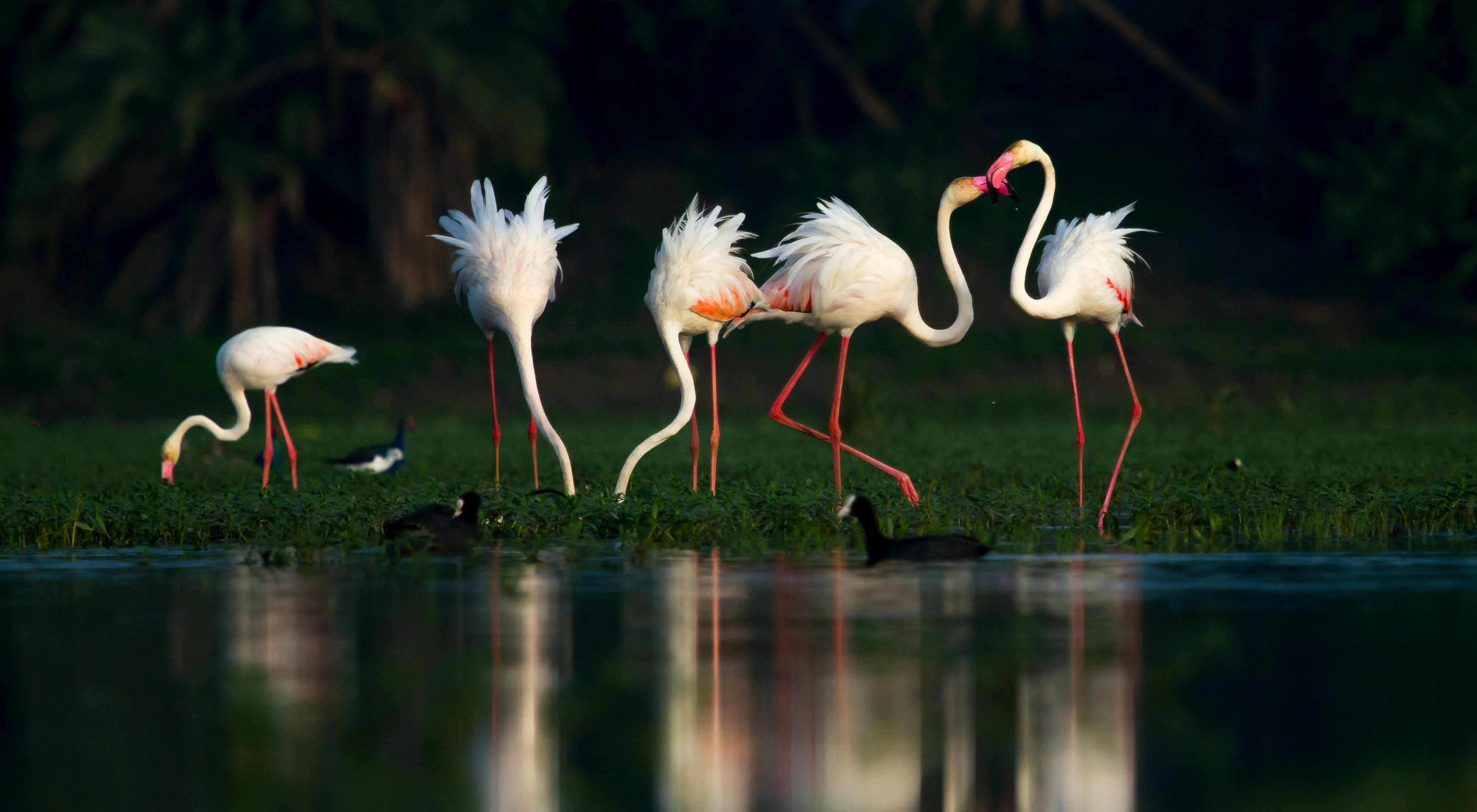 Greater flamingos at a local wetland in the west-central Indian city of Indore.