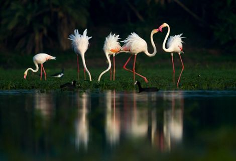 Greater flamingos at a local wetland in the west-central Indian city of Indore.