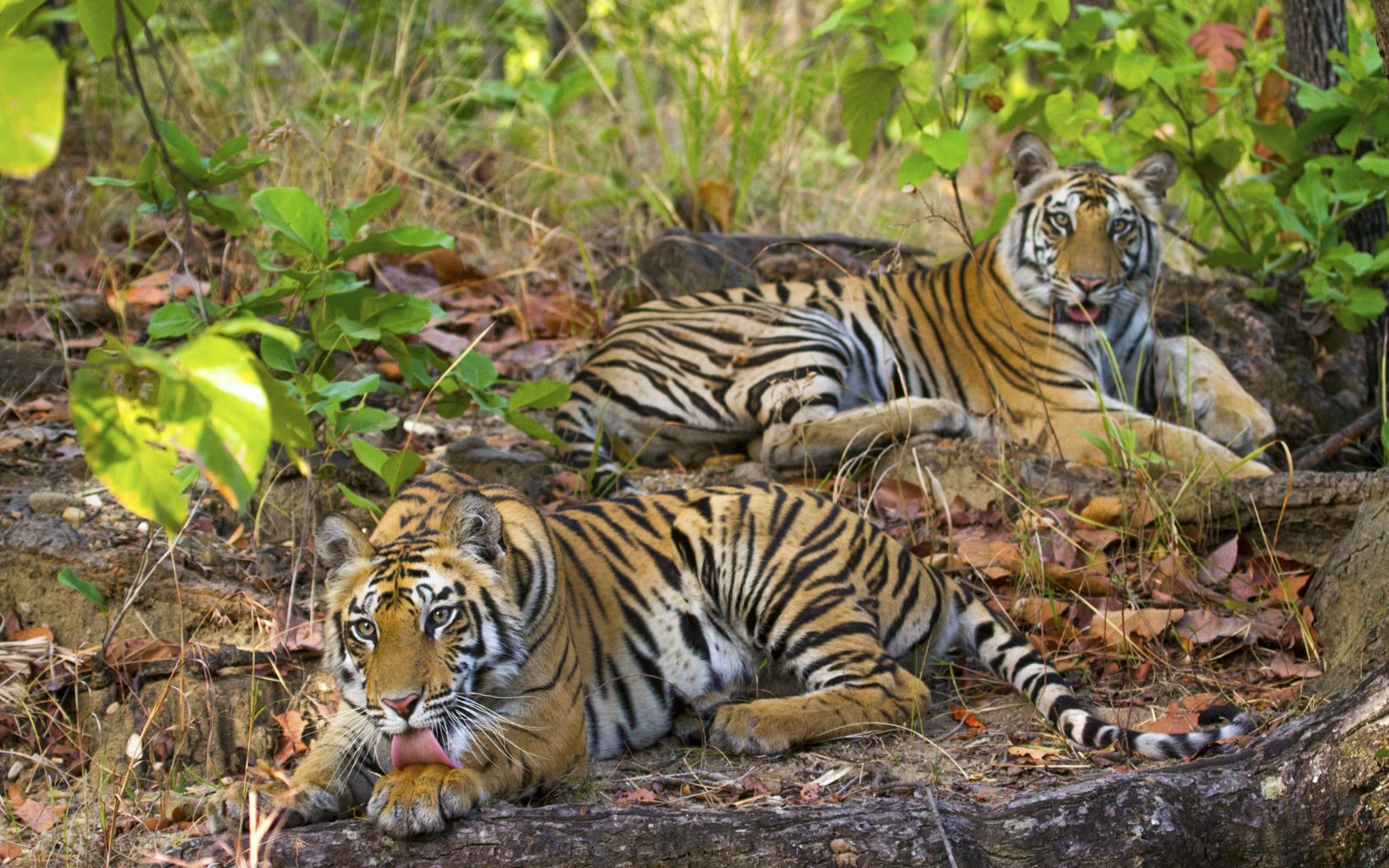 Sub Adult Bengal Tiger cubs in Bandhavgarh National Park, India