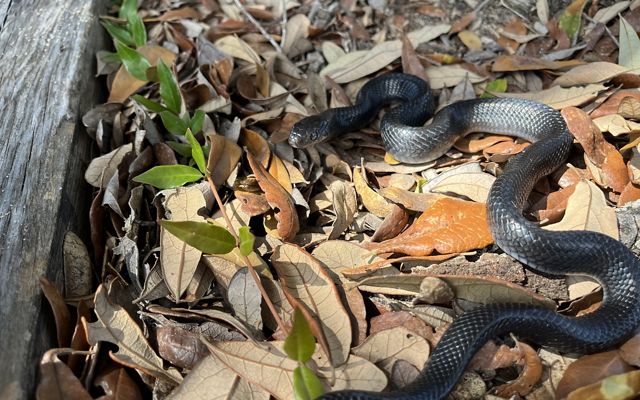 Eastern indigo snake hatchling at Apalachicola Bluffs and Ravines Preserve (c) Michelle Hoffman Orianne Center for Indigo Conservation - Central Florida Zoo.