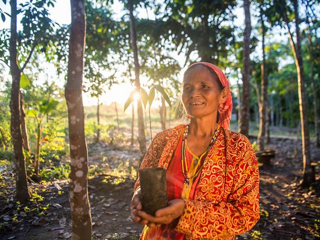 A woman holds a young tree to be planted in East Kalimantan, Indonesia.  