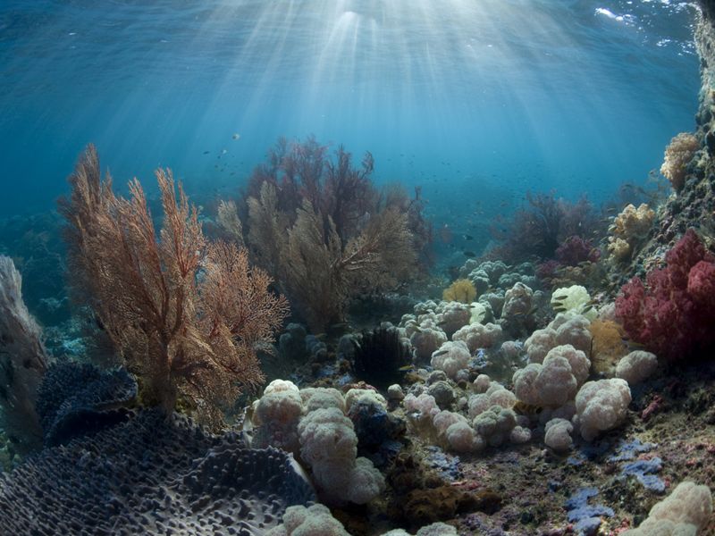 A Coral Garden