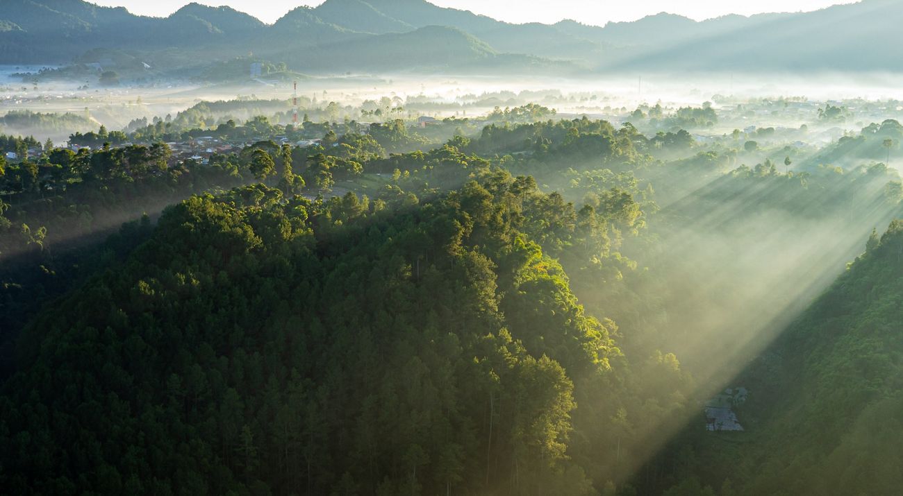 Rays of sunlight shining over a forest.