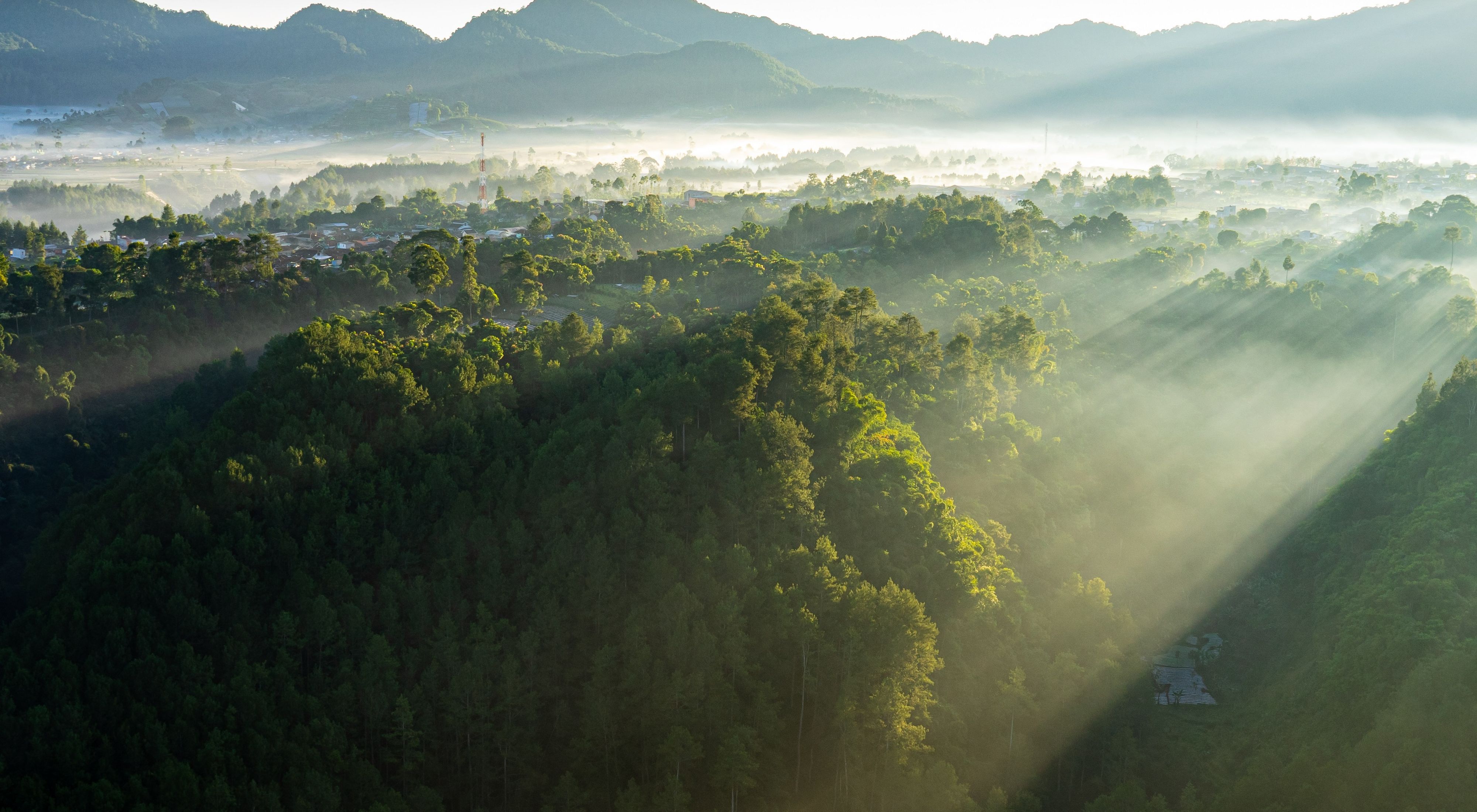 The sun breaking through the mist to give warmth to an Indonesian forest.