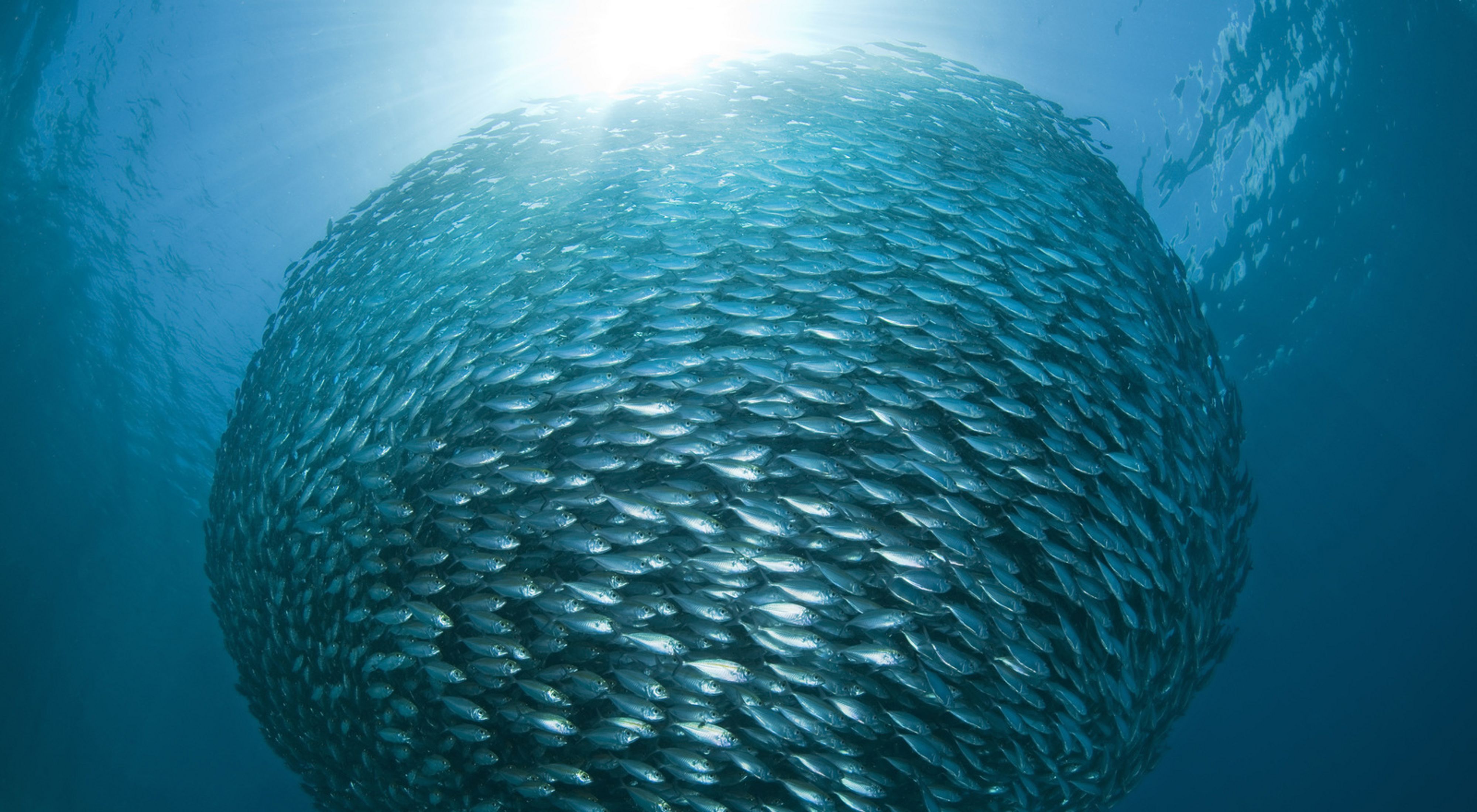 Large school of silver fish swirls overhead