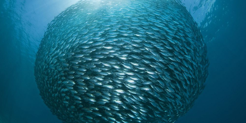 A huge school of yellowstripe scads in tight formation in the waters of Dampier Strait off the Raja Ampat Islands of Indonesia.