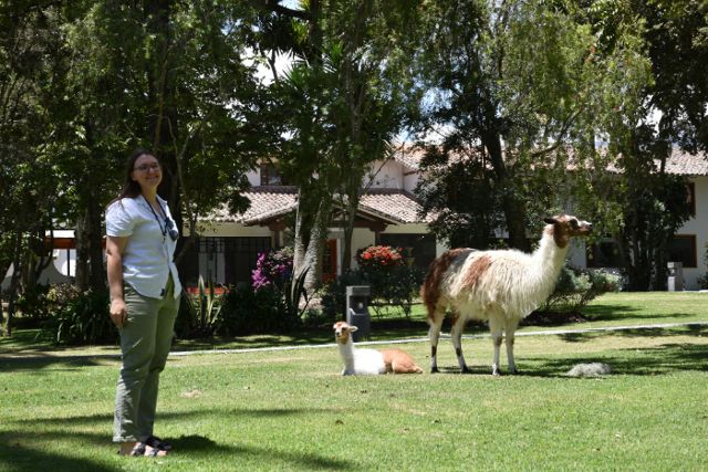 A woman standing next to two llamas in a front yard of someone's house.