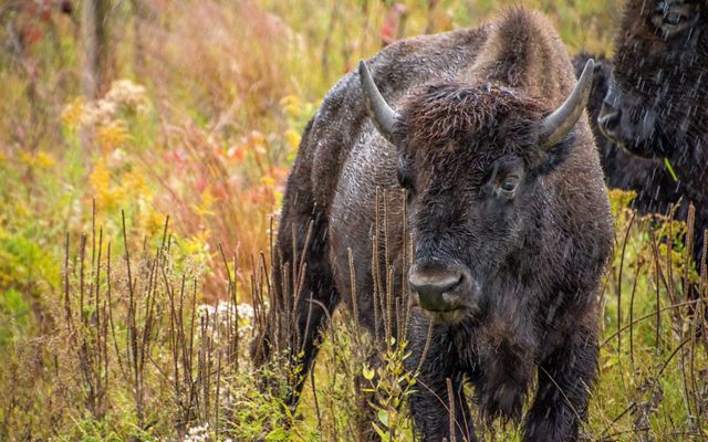 A bison stands among grasses, getting wet in the rain.