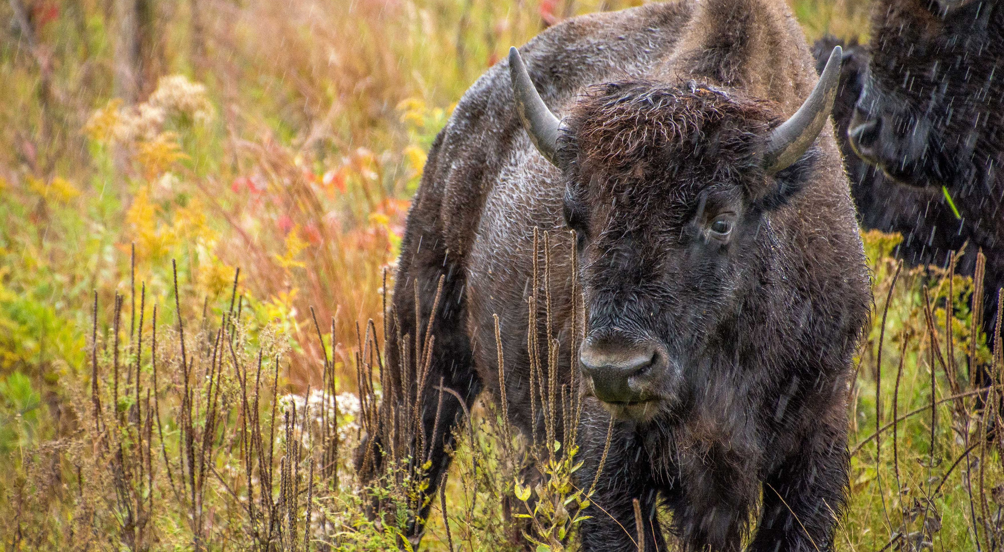 Close-up of a bison standing in the rain.
