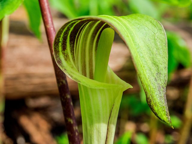 A bright green Jack-in-the-pulpit plant is blooming in a forest. 