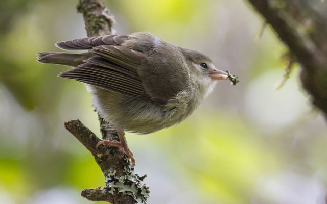 'akikiki perched on branch.