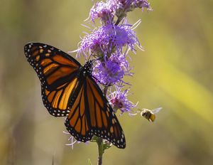 Monarch butterfly resting on blazing star flower.