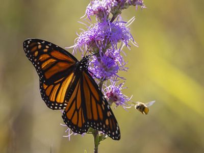Monarch butterfly resting on blazing star flower.