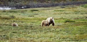 Grizzly bear cubs with mama bear in a field in Alaska. 