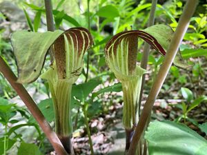 Two jack-in-the-pulpit plants facing in opposite directions, both with a large maroon and light green hood.