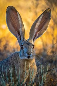 A jackrabbit with long ears looks directly at the viewer.