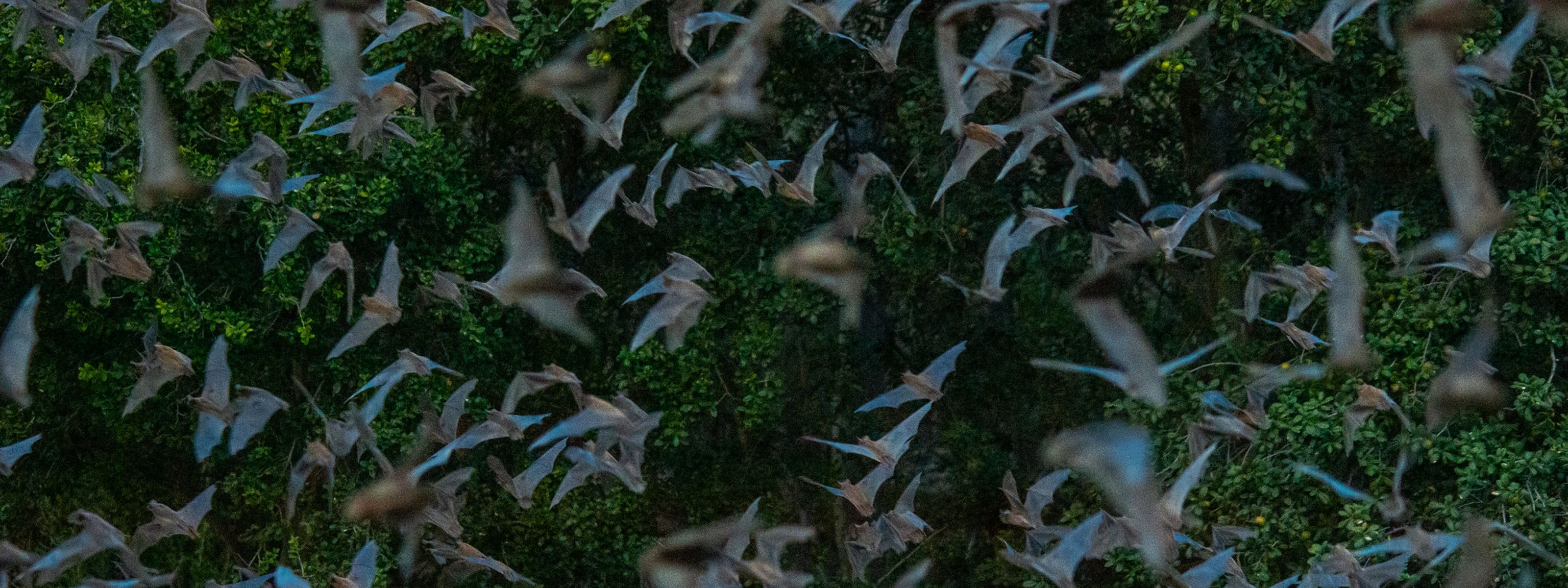 A closeup of hundreds of bats flying in a swarm as they emerge from Eckert James River Bat Cave.