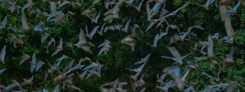 Bats of Eckert James River Bat Cave