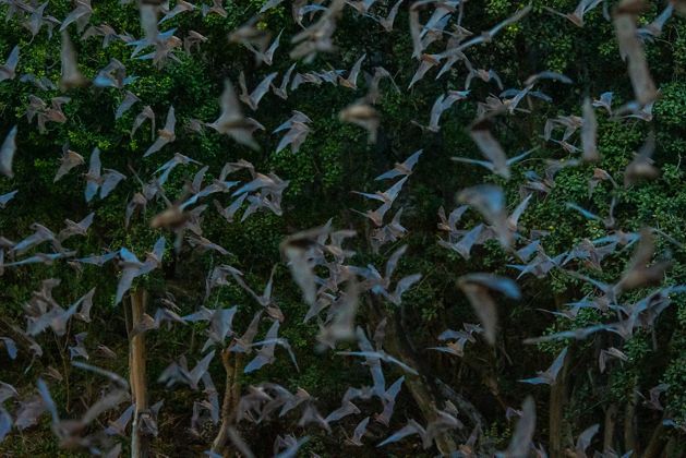 A closeup of hundreds of bats flying in a swarm as they emerge from Eckert James River Bat Cave.