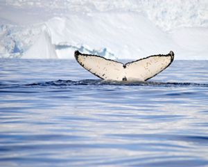 A whale descends into the icy Antarctic waters, where Dr. James McClintock has been researching climate issues for 20 years.