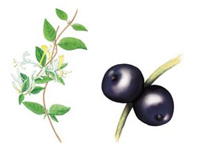 Two illustrations, a thin vine with tapering leaves and delicate, trumpet shaped flowers and a vine with two dark berries.