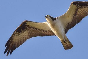 Looking up at a large white and brown raptor soaring overhead, with outstretched wings and a yellow eye.
