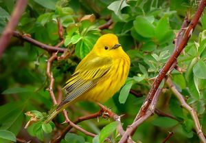 A yellow warbler perches on a thorny branch of a rose bush, facing the camera.