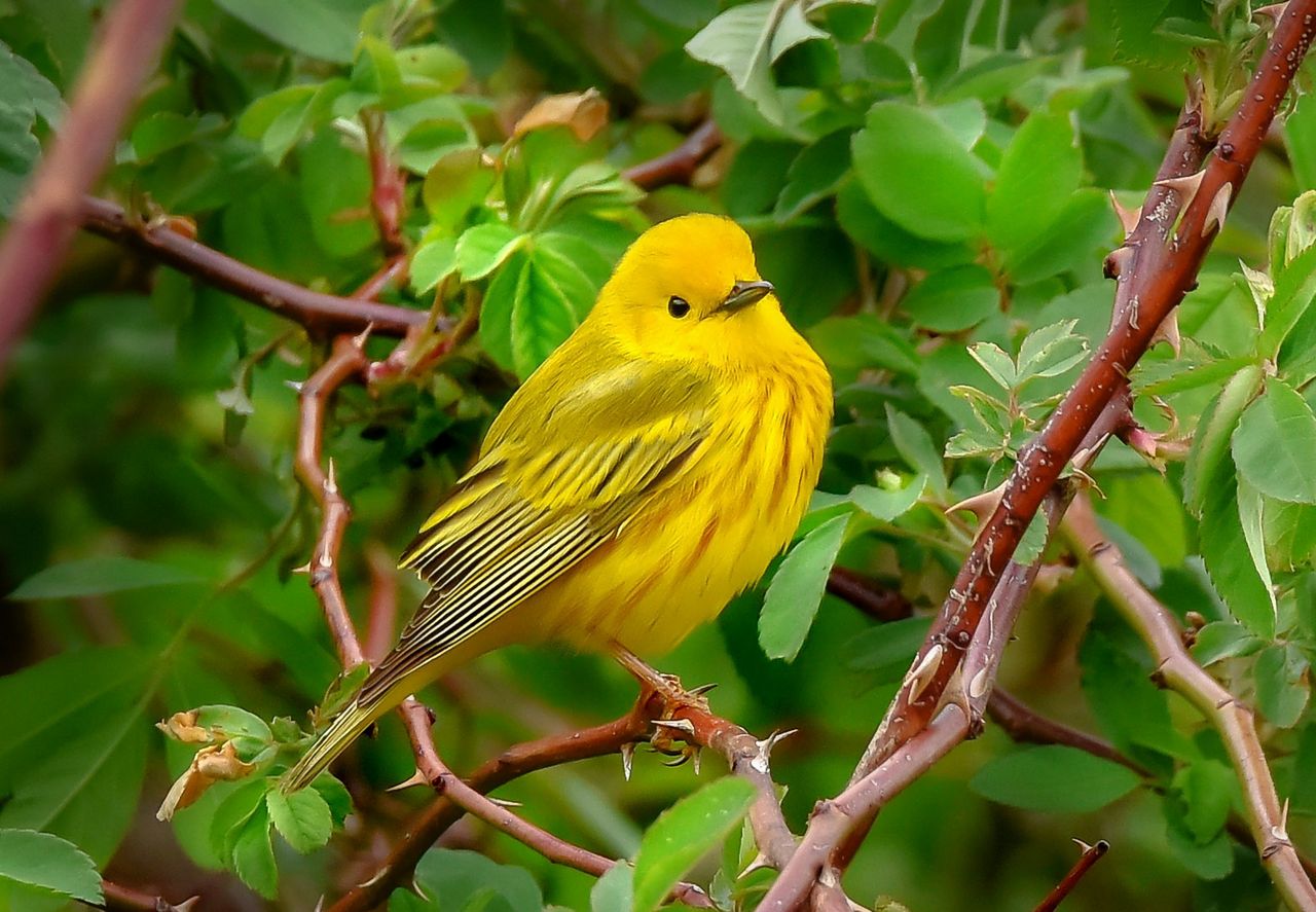 Whitehead Preserve | The Nature Conservancy in Rhode Island