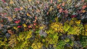 Aerial view of fall leaves.