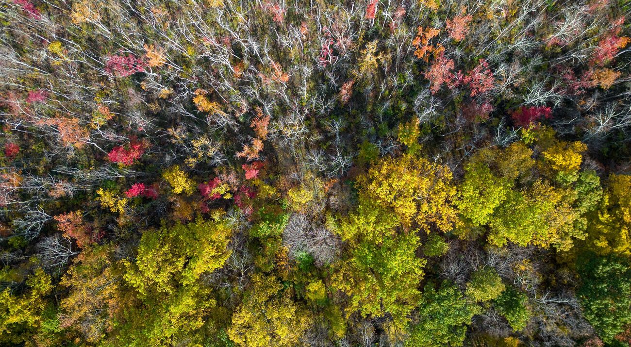 Aerial view of fall leaves.