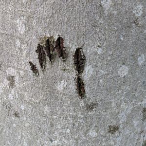 Bear claw marks on a tree. 