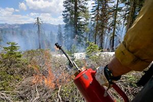 A close up image of a person holding a fire torch in a forest.