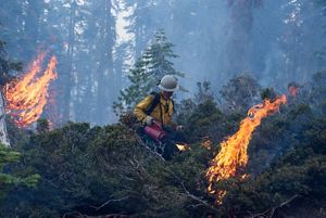 Prescribed burning. 