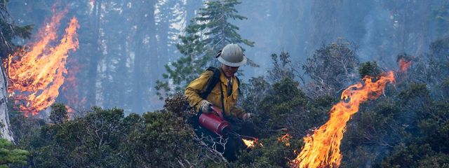 Prescribed burn in French Meadows, California.