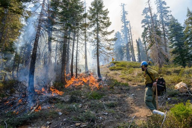 A person stands front of a fire burning among tall trees..