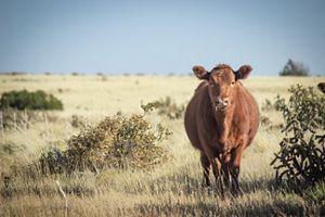 A cow standing in a grass field looking at the camera.