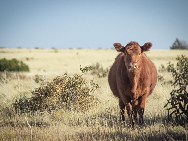 A brown cow standing on prairie.